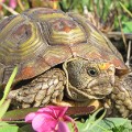 Parrot-beaked tortoise J COOPER