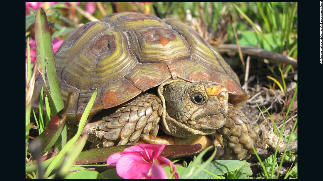 The parrot-beaked tortoise grows to around 12 centimeters in length and is endemic to South Africa. &lt;br /&gt;&lt;br /&gt;&quot;The threat to the conservation area in the past was poaching and there was another species of tortoise but we are only left with parrot-beak,&quot; Slater told CNN. &quot;Their numbers are about 100 --- the main thing is that they are reproducing.&quot; &lt;br /&gt;