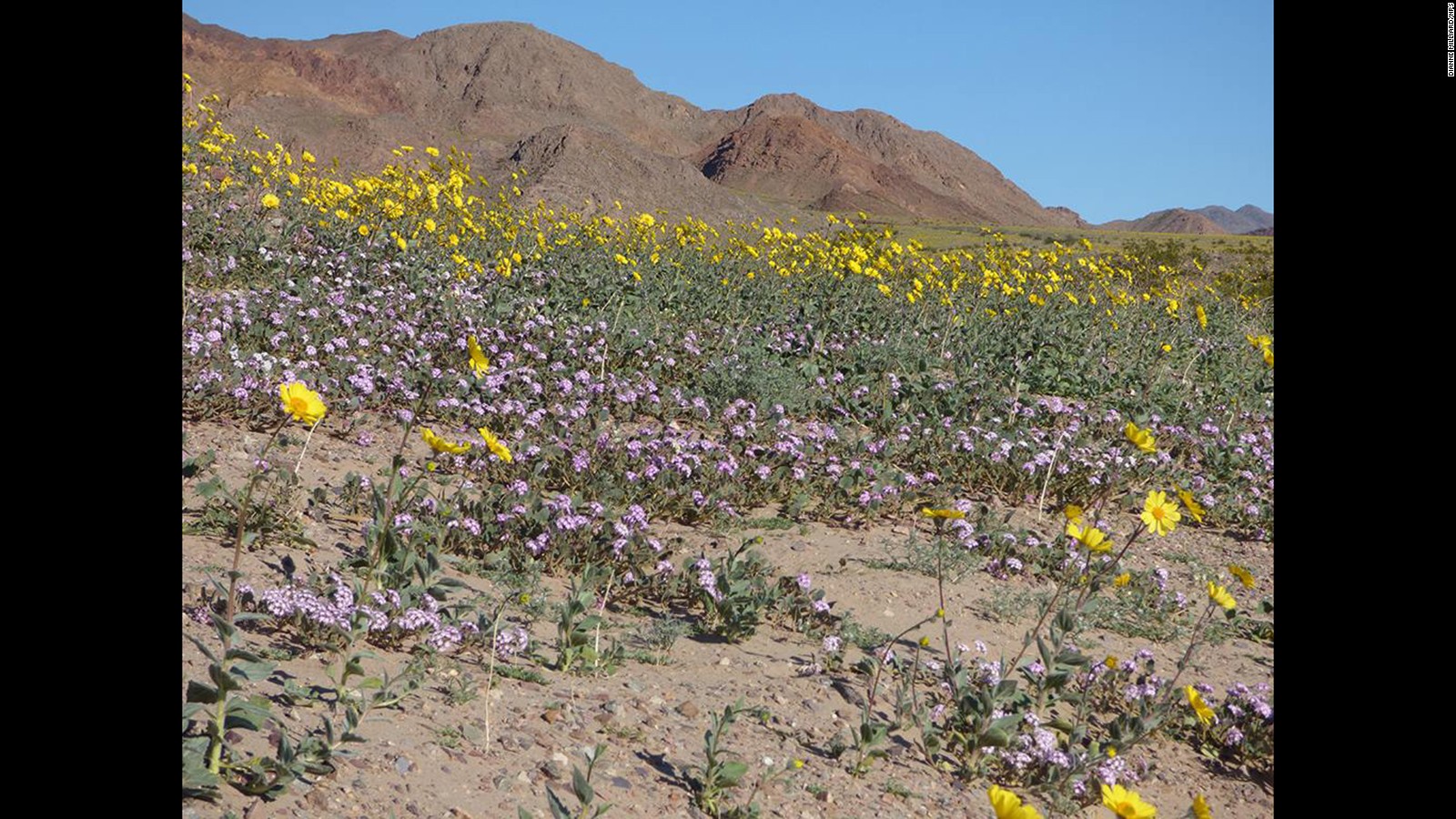 Death Valley sees rare 'superbloom' of wildflowers CNN