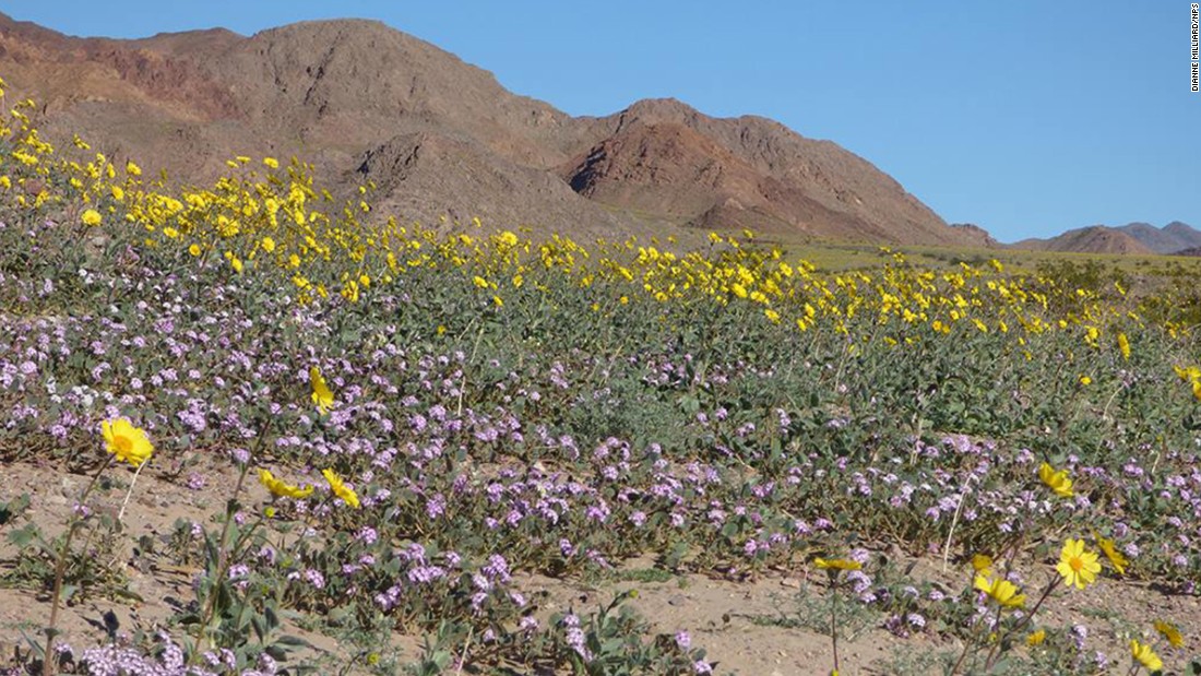 Death Valley sees rare 'superbloom' of wildflowers - CNN