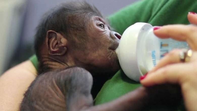 British zoo welcomes baby gorilla