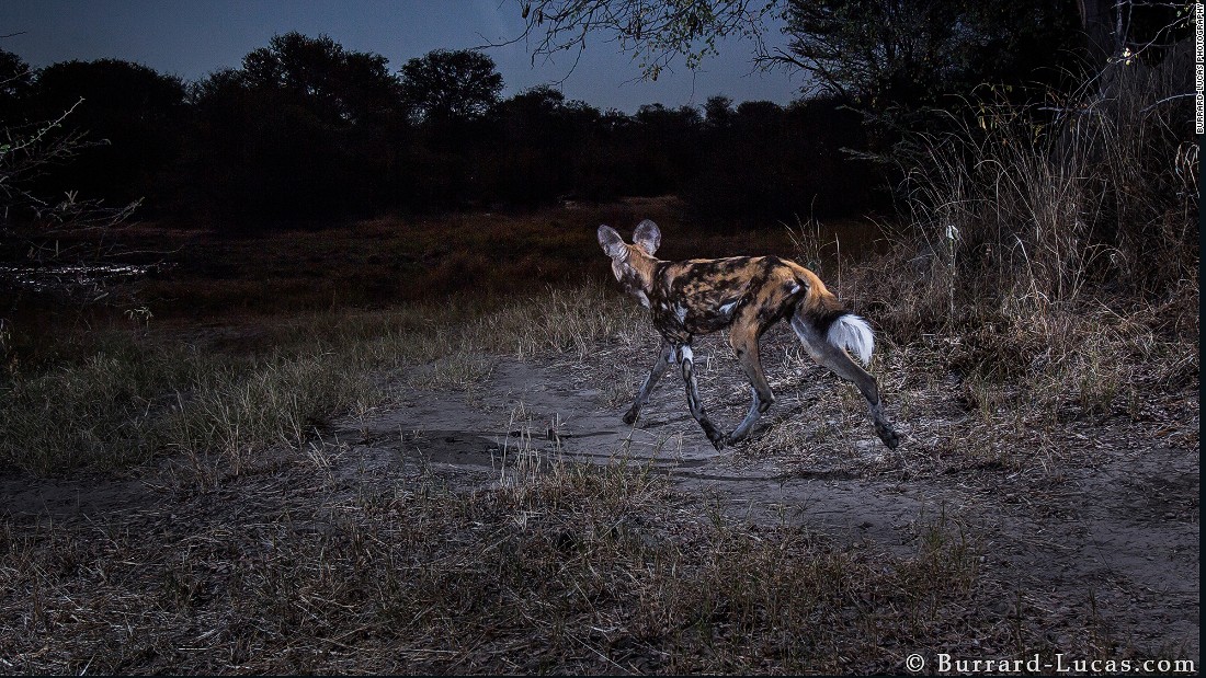 &quot;In most places in Africa, wildlife is much easier to photograph. (The animals) would allow you to photograph them with a hand-held camera,&quot; says Burrard-Lucas, who has spent the last five years traversing the continent to capture its wild animals.