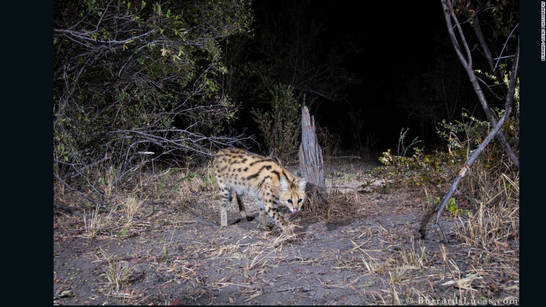 However, people and animals live close by each other in the Zambezi Region, which made the animals elusive and timid. 