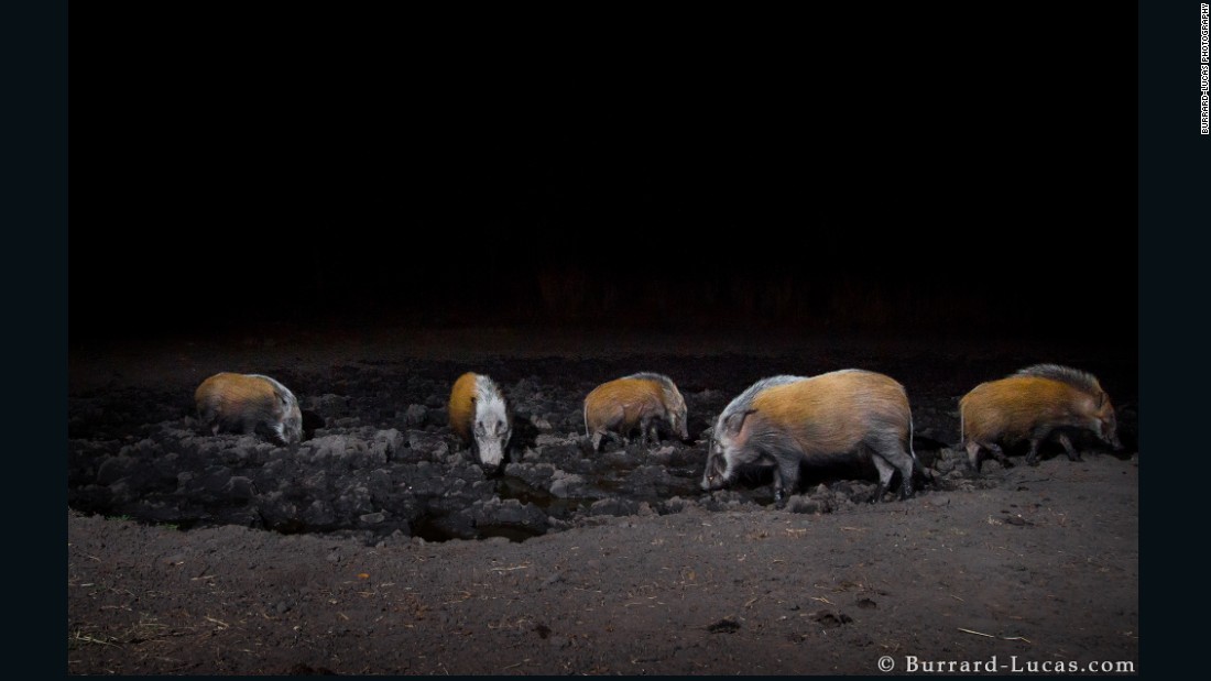 Overnight, animal movements would trigger the motion sensors and cameras would snap pictures automatically. Burrard-Lucas would then sort though the night&#39;s photographs the next morning.