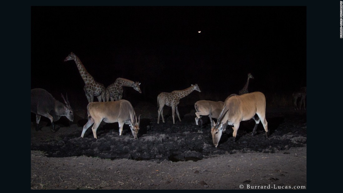 The images show animals at their most uninhibited, unaware that they are being watched. &quot;It was exciting to see so many different species by the watering hole, it was almost like a festive atmosphere,&quot; says Burrard-Lucas.  