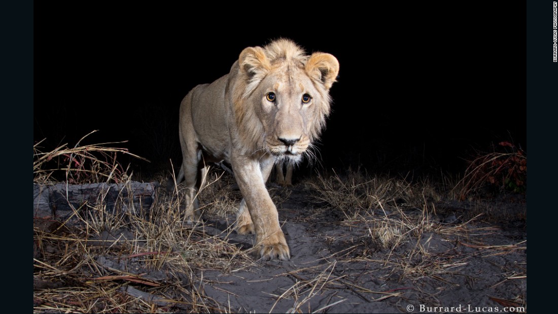 In some regions of  Africa wild animals are accustomed  to tourist gawping at them in wonder. However, in the Zambezi Region of Namibia, the local animals has proven to be more elusive to capture for Will Burrard-Lucas, who was commissioned to photograph the region&#39;s wildlife by the WWF.  