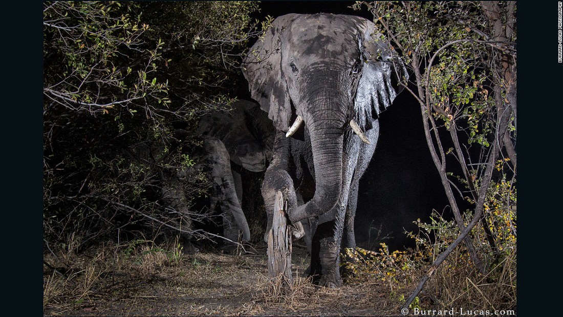 The photographer consulted Lise Hanssen, a conservationist who studies carnivores and works to find ways for human and animals to live together, on where to position his cameras. 