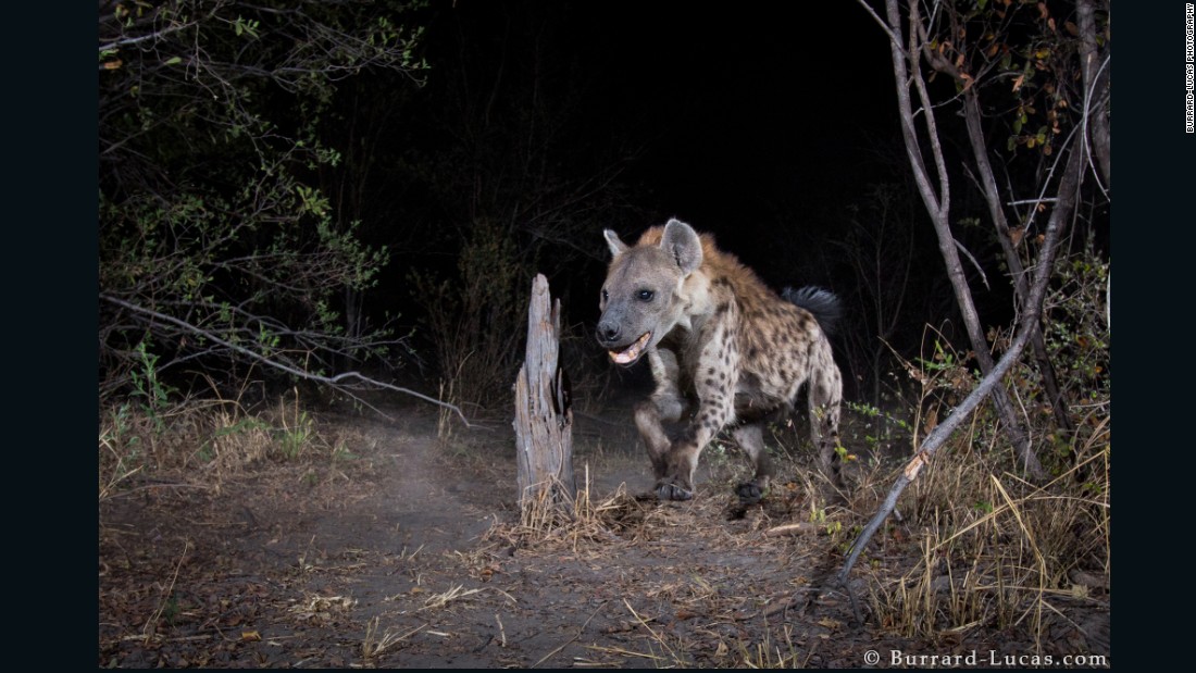 Burrard-Lucas says he hopes his photos will help inspire conservation efforts in the Zambezi Region. 