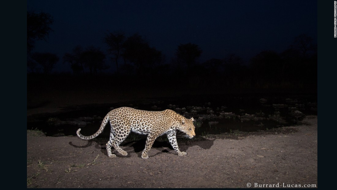 His assignment took place during the dry season, which meant that he could count on most animals wandering to the water hole to hydrate. 