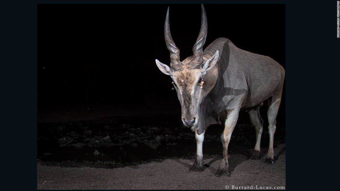 Burrard-Lucas&#39; solution was to position several cameras with motion sensors along animal trails and by watering holes, capturing animals in their most natural state, unaware that they&#39;re being photographed.