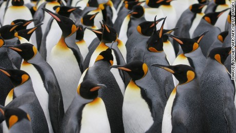 World's largest king penguin colony declines by nearly 90%