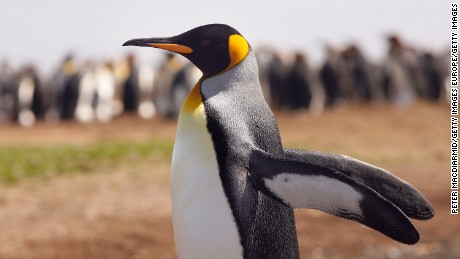 5 places to see penguins in the wild