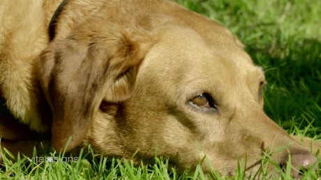 Training dogs to detect cancer