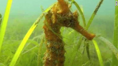 rare seahorse found in california pkg_00010912.jpg