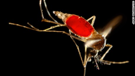 An  Aedes aegypti mosquito digests a blood meal.