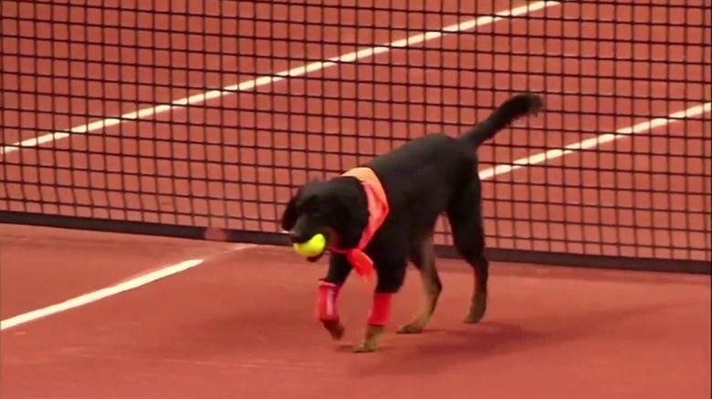 Dogs Brazil Open tournament tennis _00001125