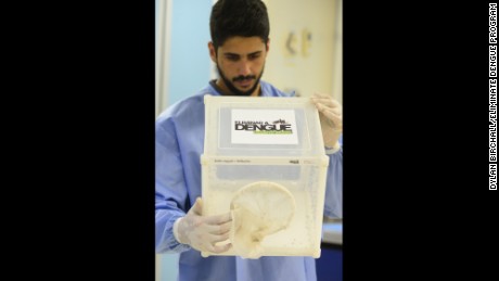 A researcher carries a container of Wolbachia-carrying mosquitoes. 