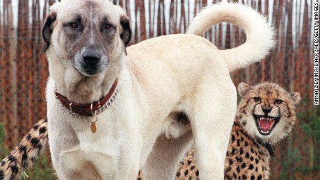 The secret to preserving Namibia&#39;s big cats? Big dogs