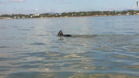 Rebel Rover went for an impromptu swim at Sandgate Beach in Brisbane.