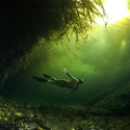 freediving gallery seaweed