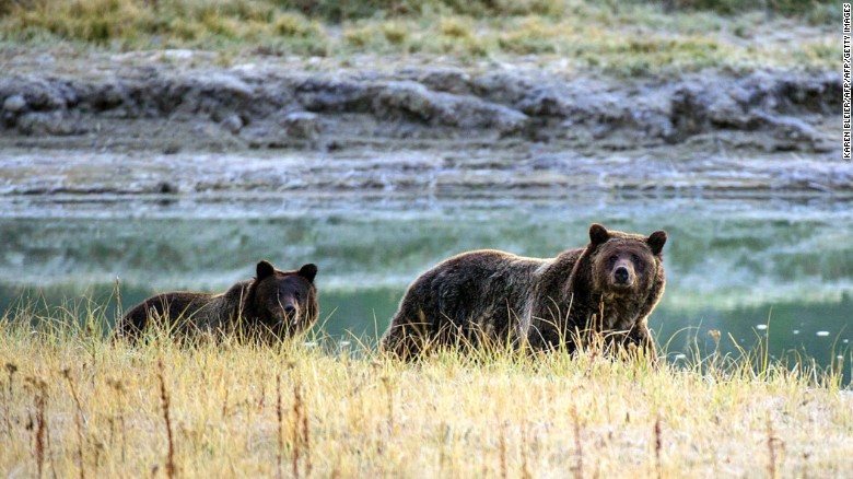 US government might bring grizzlies back to North Cascades park