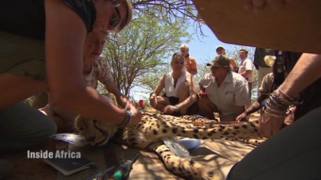 The mission to protect Namibia&#39;s fastest predator 