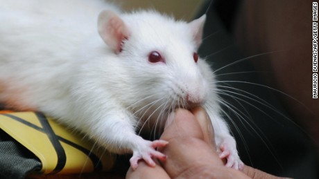 Les rats ont des ratios de doigts qui sont similaires à ceux des humains