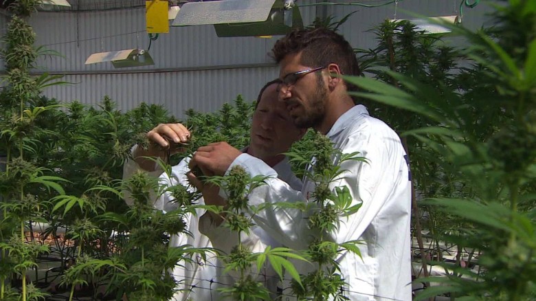 Israel&#39;s next export: Kosher cannabis?