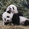 Panda cub climbs a tree - CNN Video