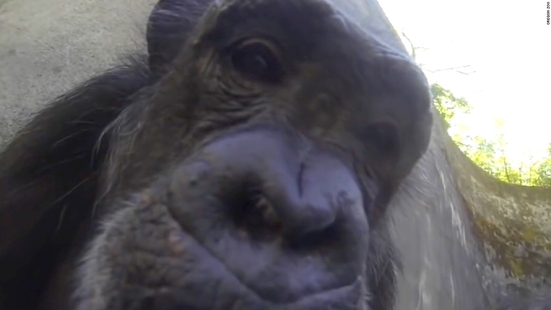 Chimpanzee Shows Off Her Camera Skills Cnn Video 