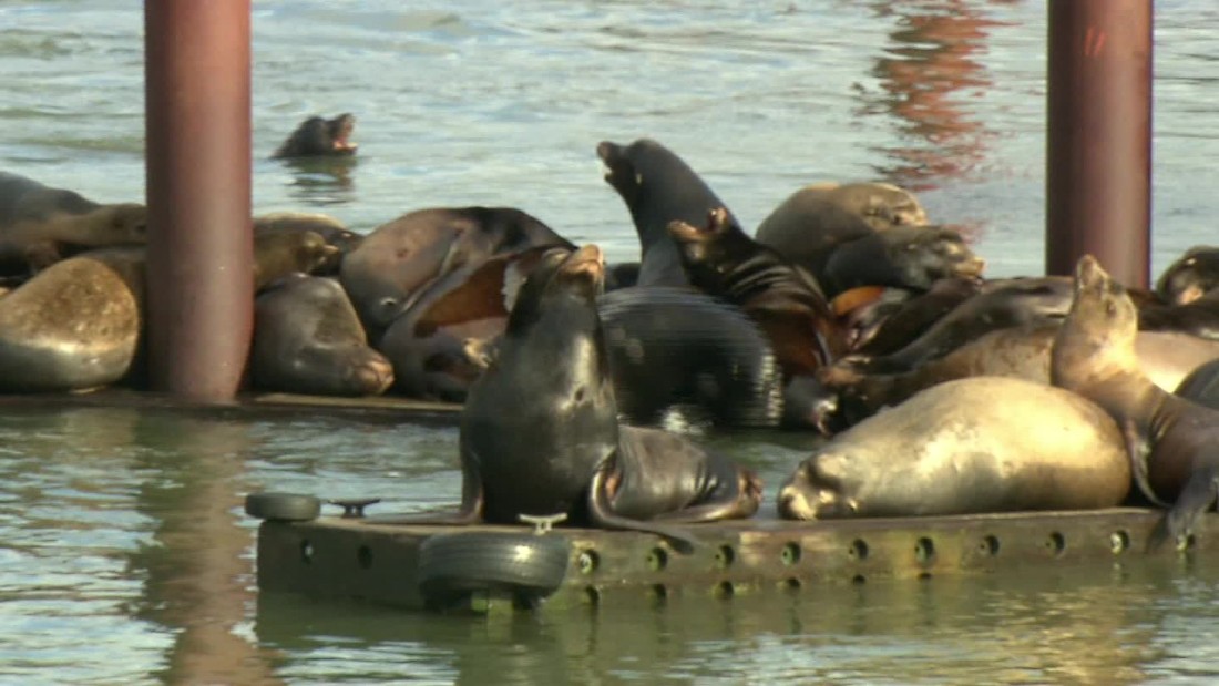 Sea Lions overtake Rainier, Oregon - CNN