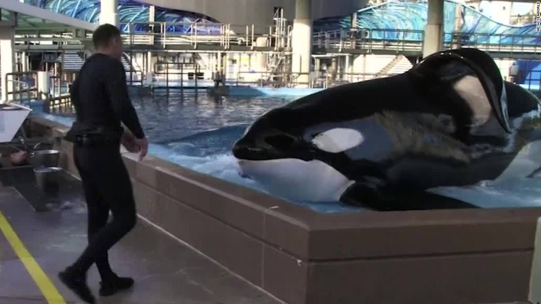 killer whales in captivity sad