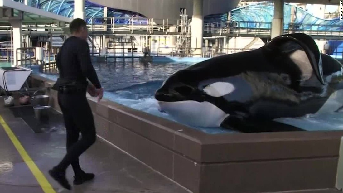 Tilikum The Killer Whale May Be Close To Dying Cnn Video