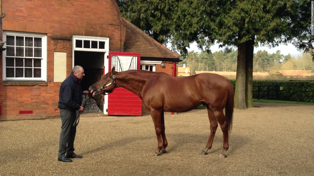 Newmarket has strong connections to Dubai -- this hero stallion Pivotal, stabled at Cheveley Park stud farm, has sired 25 Group One winners, including African Story, the Dubai World Cup winner in 2014. &lt;br /&gt;
