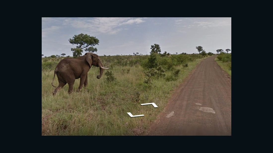 google street view safari
