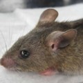 multimammate rat lassa fever