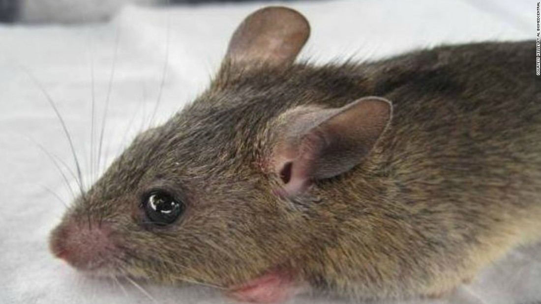 The lassa fever is mainly spread by contact with the &quot;multimammate rat.&quot; Human to human transmission is also possible.