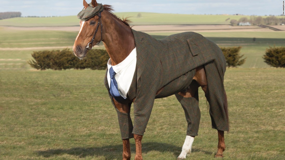 Cheltenham Festival: Racehorse dons three-piece tweed suit & flat cap