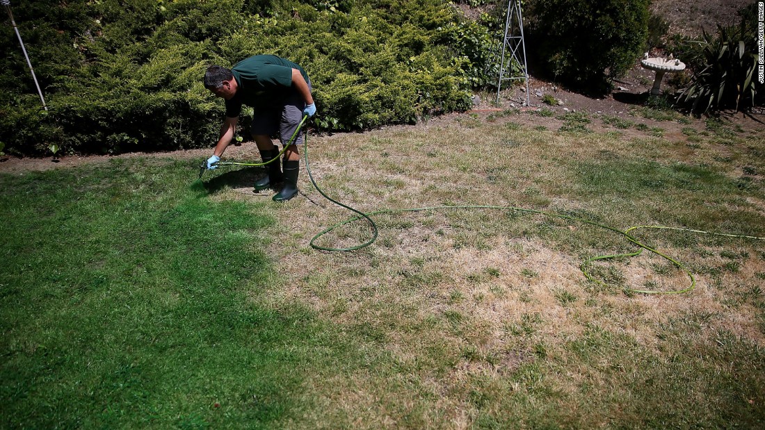 A man applies green paint to a brown lawn in Novato, California, in May.