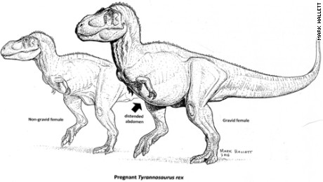 Pregnant T. rex unearthed