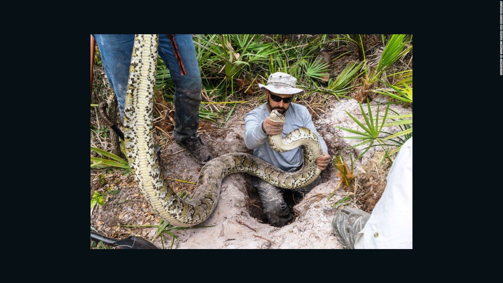 Largest Burmese Python Captured In Florida Cnn 4129