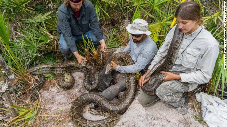 Largest Burmese python captured in Florida - CNN