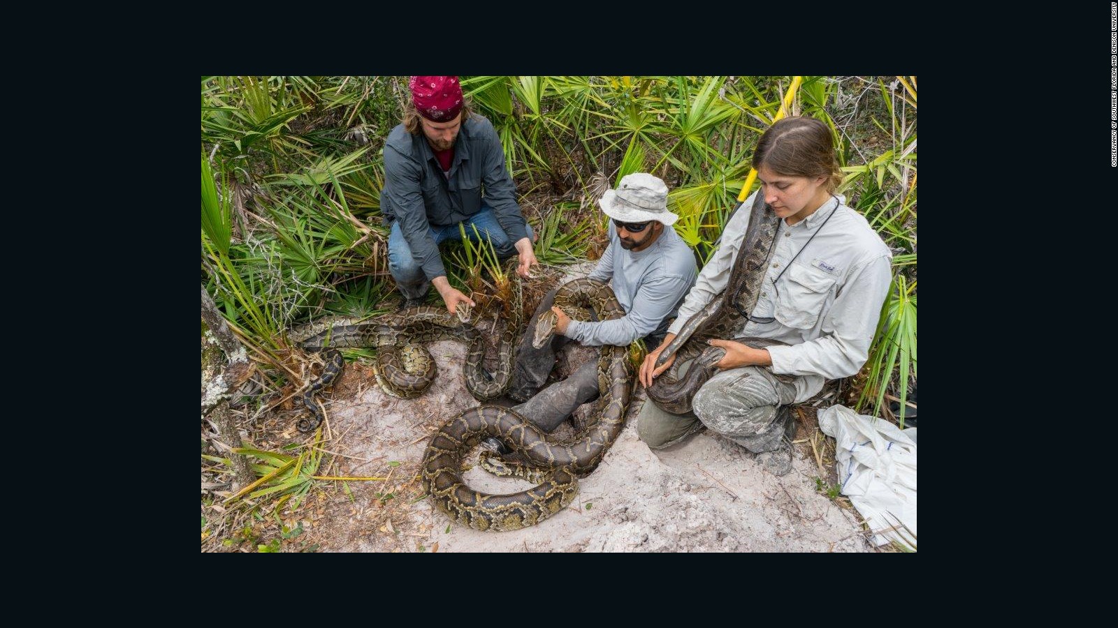 Largest Burmese Python Captured In Florida Cnn 1266