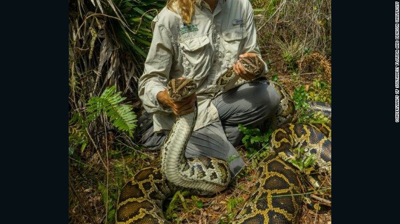 Largest Burmese Python Captured In Florida Cnn