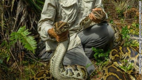 Conservationists in Florida sometimes use radio telemetry to track Burmese pythons. 