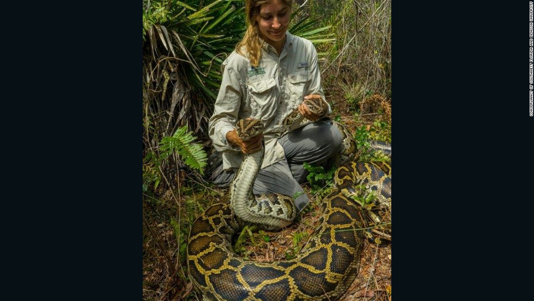 Largest Burmese Python Captured In Florida Cnn 0342