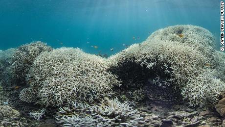 Climate change could kill all of Earth's coral reefs by 2100 ...