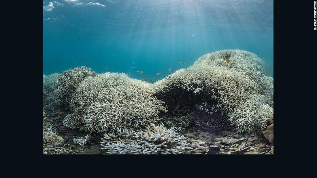 Dramatic coral bleaching, seen in Australia&#39;s Great Barrier Reef from March 2016. 