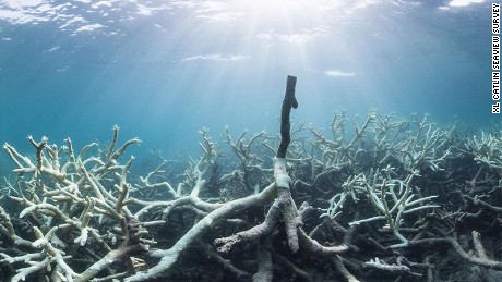 The Great Barrier Reef is not actually dead - CNN