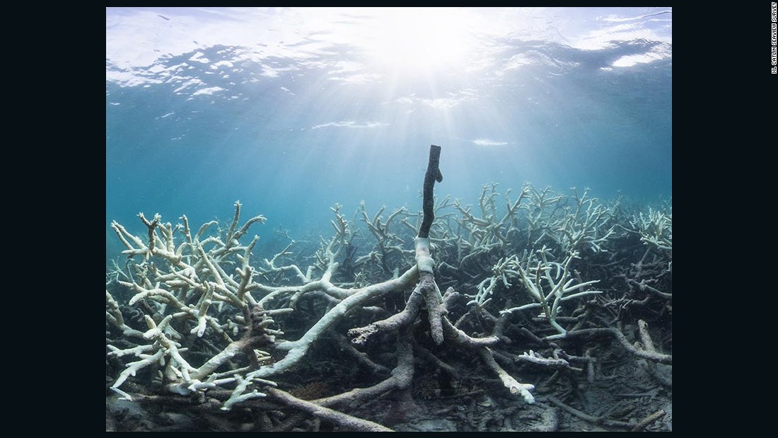 Some of the bleaching of reefs in the northern section has been described as &quot;extreme.&quot;